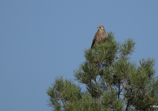 Veluwe 2020