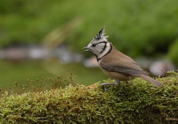 Vogels bij de boshut 2020 Vogels bij de boshut 2020