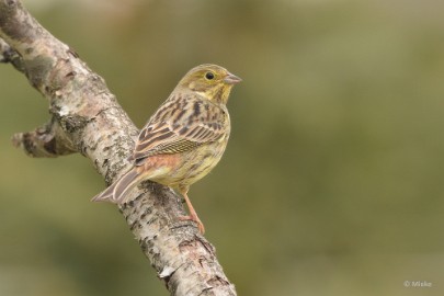 bdDSC_0004 Vogels Ambyerheide