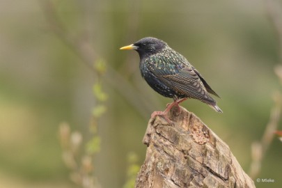 bdDSC_0030 Vogels Ambyerheide