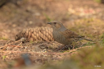 bdDSC_0118 Vogels Ambyerheide