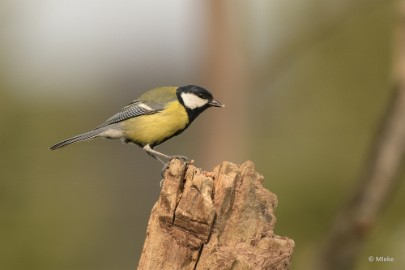 bdDSC_0144 Vogels Ambyerheide