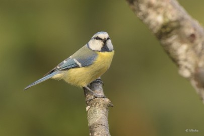 bdDSC_0154 Vogels Ambyerheide