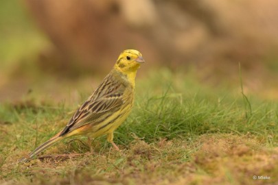 bdDSC_0187 Vogels Ambyerheide