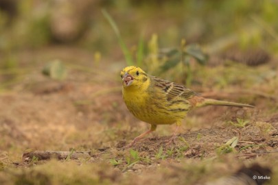 bdDSC_0269 Vogels Ambyerheide