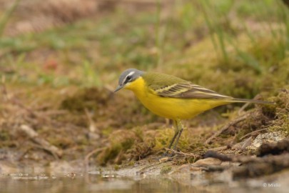 bdDSC_0642 Vogels Ambyerheide