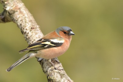 bdDSC_0681 Vogels Ambyerheide