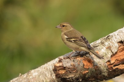 bdDSC_0922 Vogels Ambyerheide