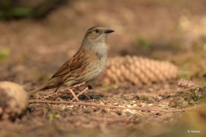 bdDSC_0988 Vogels Ambyerheide