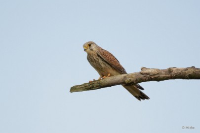 bdaDSC_0072 Vogels Ambyerheide