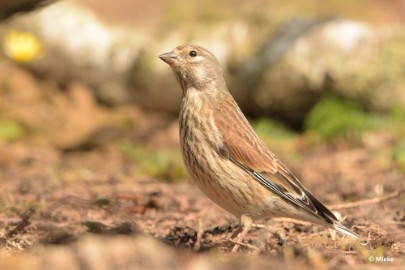 bdaDSC_0638 Vogels Ambyerheide