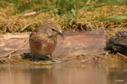 bdaDSC_0798 Vogels Ambyerheide