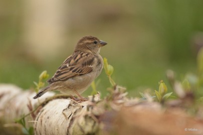 bdaDSC_0882 Vogels Ambyerheide