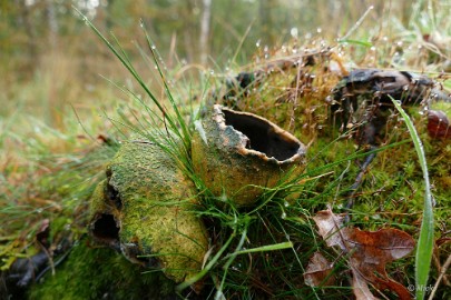 P1500739-SharpenAI-softness Herfstwandeling