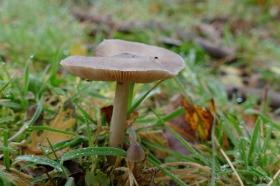 P1500770-SharpenAI-softness Herfstwandeling