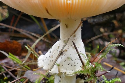 P1500812-SharpenAI-softness Herfstwandeling