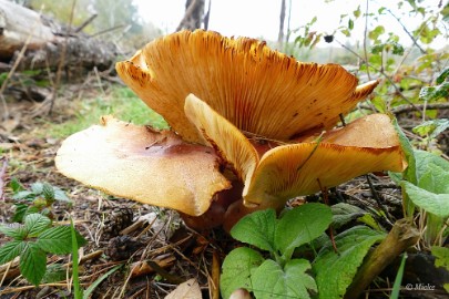 P1500865-SharpenAI-softness Herfstwandeling