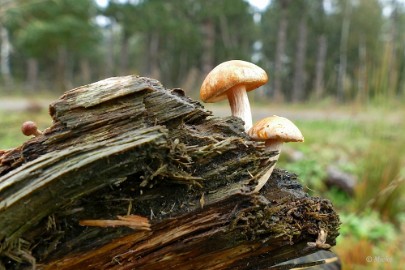 P1500892-SharpenAI-softness Herfstwandeling