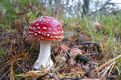 P1500945-SharpenAI-softness Herfstwandeling