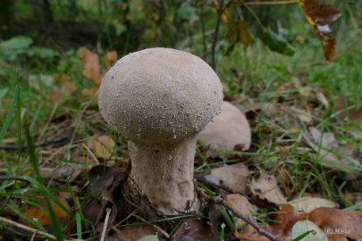 P1500980-SharpenAI-softness Herfstwandeling