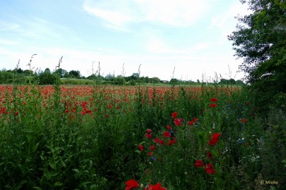 aP1390459 Klaprozen 2021 Schinveld Limburg