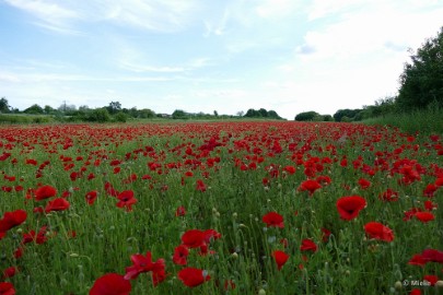 aP1390463 Klaprozen 2021 Schinveld Limburg