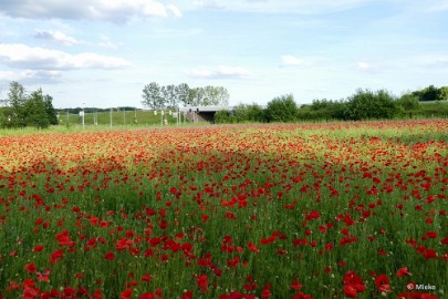 aP1390627 Klaprozen 2021 Schinveld Limburg