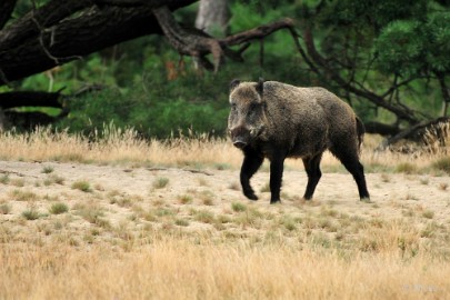 Veluwe 2021 01 Veluwe 2021