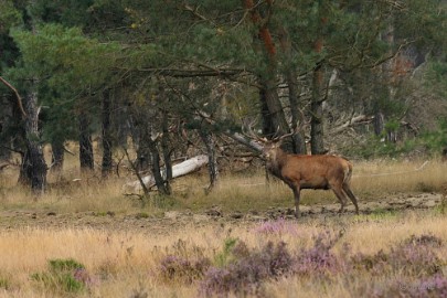 Veluwe 2021 04 Veluwe 2021