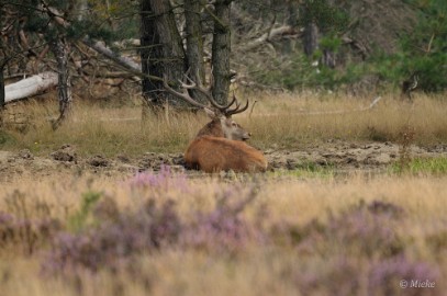 Veluwe 2021 05 Veluwe 2021