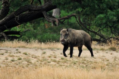 Veluwe 2021 06 Veluwe 2021