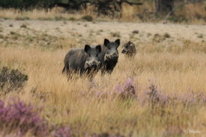 Veluwe 2021 10 Veluwe 2021