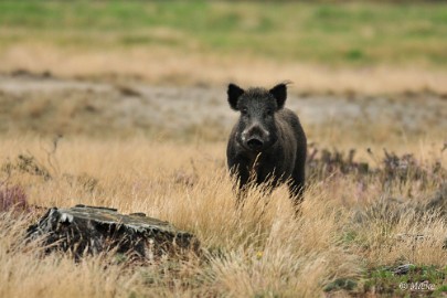 Veluwe 2021 12 Veluwe 2021