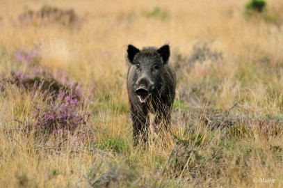 Veluwe 2021 13 Veluwe 2021