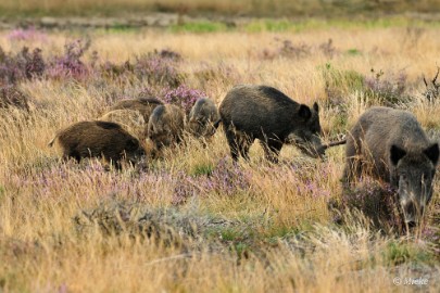 Veluwe 2021 14 Veluwe 2021