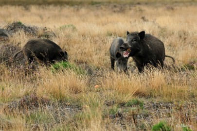 Veluwe 2021 16 Veluwe 2021