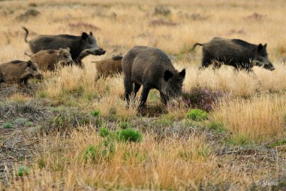 Veluwe 2021 19 Veluwe 2021