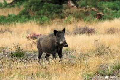 Veluwe 2021 20 Veluwe 2021