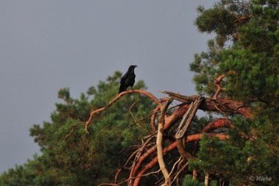 Veluwe 2021 25 Veluwe 2021