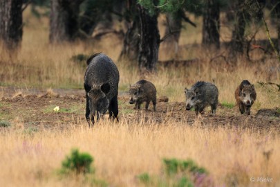 Veluwe 2021 27 Veluwe 2021