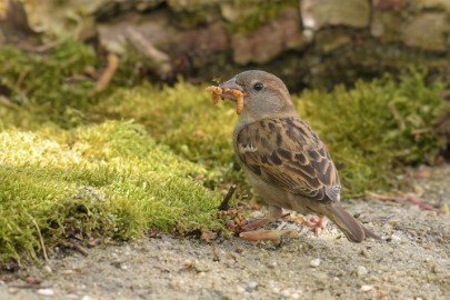 bdaDSC_0167 Vogelkijkhut NB