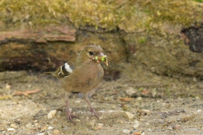 bdaDSC_0308 Vogelkijkhut NB