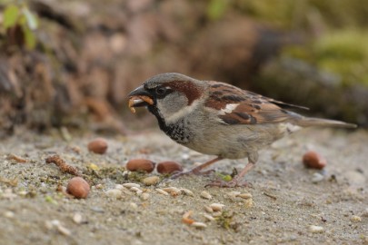 bdaDSC_0392 Vogelkijkhut NB