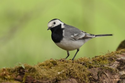 bdaDSC_0596 Vogelkijkhut NB