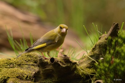 bdDSC_0264 Vogelkijkhut Wildernistrek