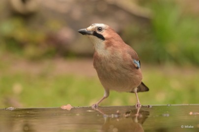 bdDSC_0272 Vogelkijkhut Wildernistrek