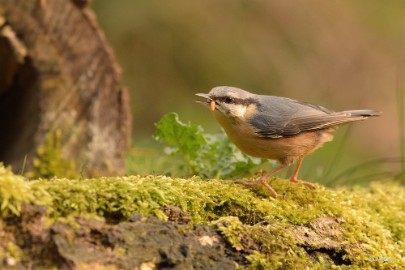 bdDSC_0292 Vogelkijkhut Wildernistrek