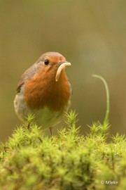 bdDSC_0380 Vogelkijkhut Wildernistrek