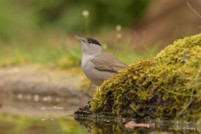 bdDSC_0429 Vogelkijkhut Wildernistrek