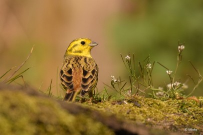 bdDSC_0567 Vogelkijkhut Wildernistrek